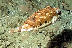 Bandtail puffer (Sphoeroides spengleri)