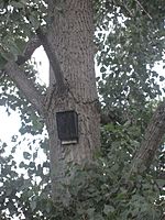 Bat house 2