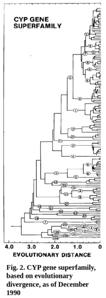 CYP Gene Superfamily