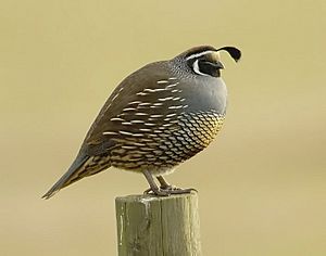 California quail.jpg