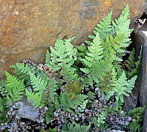 Cheilanthes covillei 3.jpg