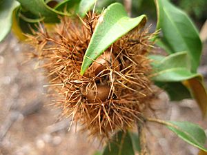 Chrysolepis chrysophylla Burr.JPG