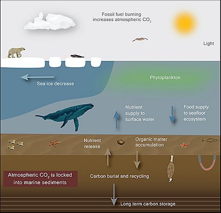 Climate change causes sea ice to melt