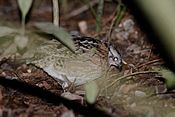 Codorniz Silbadora, Singing Quail, Dactylortyx thoracicus (23387866083).jpg