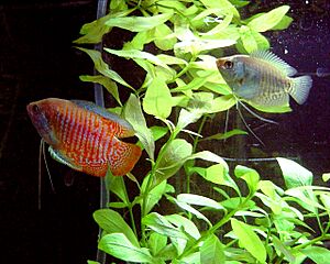 Colisa lalia-Male and Female.jpg