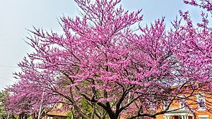 Columbus Wisconsin Redbud Tree small