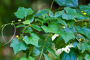 Creeping cucumber (21063338208).jpg