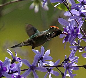 Dog-eared coquette on Petrea volubilis (cropped).jpg
