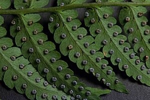 Dryopteris marginalis3