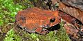 East Texas Toad (Anaxyrus velatus or woodhousii x fowleri) Hardin Co. Texas. photo by W. L. Farr