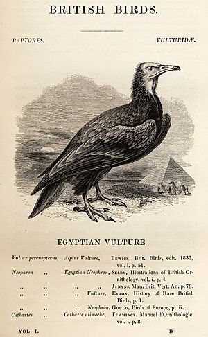 Egyptian Vulture in Yarrell's British Birds 1843