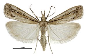 Eudonia sabulosella male2.jpg