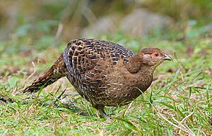 Female Mikado Pheasant.jpg