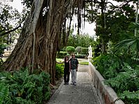 Ficus aurea