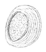 Filopaludina martensi operculum 2