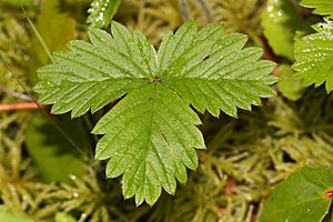 Fragaria vesca 5044