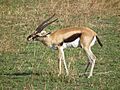 Gazella thomsonii Thomsons Gazelle in Tanzania 2573 Nevit