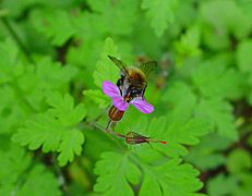 Geranium robertianum