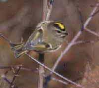 GoldenCrownedKinglet23