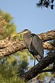 Great Blue Heron (Ardea herodias) in a pine tree