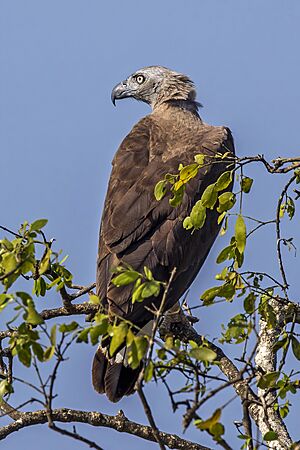 Grey-headed fish-eagle (Ichthyophaga ichthyaetus)