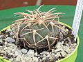 Gymnocalycium spegazzinii 11