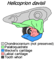 Helicoprion skull diagram (NP)