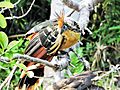 Hoatzin (Chalalan)