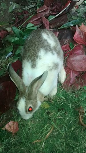 Indian Rabbit1