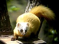 Japanese Marten