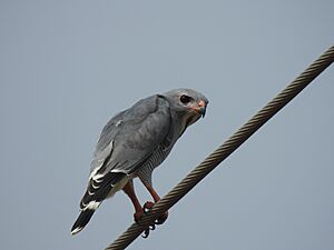 KmonogrammicusGambia