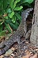 Lace monitor (goanna)