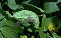 Late blight on potato leaf 2