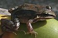 Leptodactylus albilabris