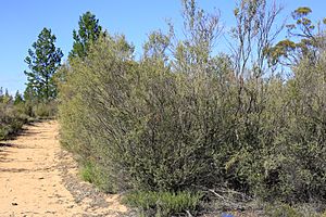 Leptospermum coriaceum (32541408021)