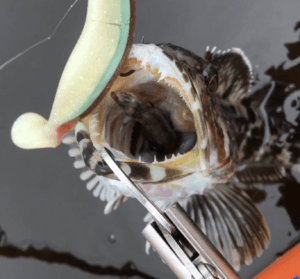 Lingcod with swim bait