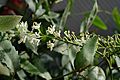 Lomatia ilicifolia leaves and flowers