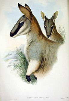 Macropus greyi Gould