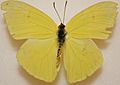 Male Cloudless Sulphur, Megan McCarty97