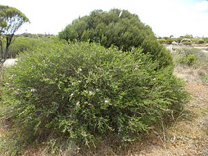 Melaleuca laxiflora (habit).JPG