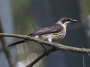 Metallic Starling female RWD6