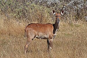 Mountain nyala (Tragelaphus buxtoni) juvenile