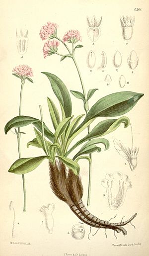 Nardostachys grandiflora.jpg