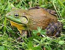 North-American-bullfrog1