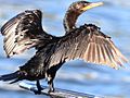 Phalacrocorax brasilianus-cooling