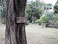 Plaque-Tabebuia-pallida-Réunion