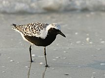 Pluvialis squatarola (summer plumage).jpg