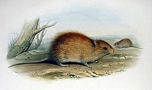 Rattus lutreolus - Gould.jpg