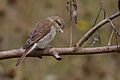 Red-backed Shrike (Lanius collurio)