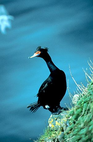 Red-faced Cormorant